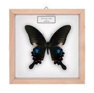 Motyl w gablotce Papilio bianor stockleyi