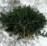 Jodła Nordman, gałęzie paczka 5,5 kg pakiet 5 szt