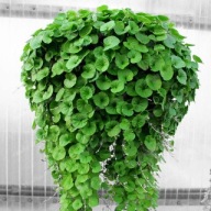 Dichondra zielona Emerald Falls