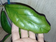 Hoya Hoja RABBIT SISTER cięta