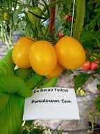 Pomidor De Barao Yellow odmiana brazylijska nasiona kolekcjonerskie