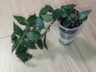 Hoya Hoja LACUNOSA ukorzeniona