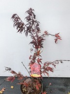 KLON PALMOWY "OREGON SUNSET" Acer palmatum sadzonka
