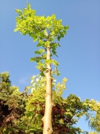 Morwa czarna kolumnowa szczepiona okaz 190 cm inna