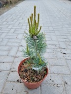 Sosna drobnokwiatowa Pinus parviflora 'Bergman' NA BIG BONSAI
