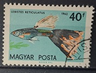 Ryby (kas) - luzak - do uzupełnień 13/8