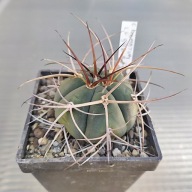 *KAKTUSY* GYMNOCALYCIUM ARMATUM - LF 596