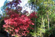 Klon czerwony palmowy 12 letni krzewiasty na pniu ZM szczepiony inny