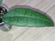 Hoya Hoja FINLAYSONII (odmiana nieznana) ukorzeniona