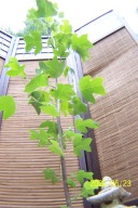 Tulipanowiec wąski kolumnowy szczepiony inny