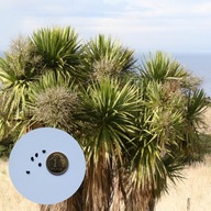 Cordyline australis – kordylina australijska | 5 NASION + instrukcja