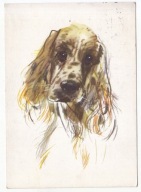 GRABIAŃSKI SPANIEL PIES RASOWY 1963