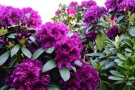 RÓŻANECZNIK 'Polarnacht' | JEDEN Z NAJCIEMNIEJSZYCH ODCIENI| RHODODENDRON