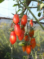 MIX pomidorów wysokich o owocach koktajlowych nasiona kolekcjonerskie