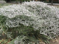 ZATRWIAN TATARSKI 10 SZT STATYCJA sadzonki bylin do ogrodu