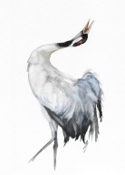 żuraw, ptaki Polski, akwarela, oryginał, format A4