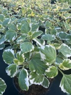 Komarzyca Plectranthus Plektrantus ładna duża sadzonka