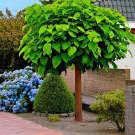 Surmia bignoniowa'Nana' Catalpa szczepiona 160-250cm.Tarnów.Małopolska.