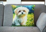 Poduszka 40/40cm Maltańczyk Maltese