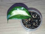 Hoya Hoja CARNOSA MARLEA ukorzeniona