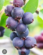 Świdośliwa MANDAM Samo zdrowie