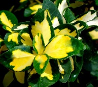 TRZMIELINA sunspot na ŻYWOPŁOT 2 sztuki w cenie 1