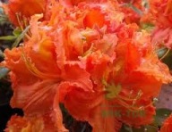 Azalia wielkokwiatowa 'Gibraltar'| OGNISTOPOMARAŃCZOWE KWIATY