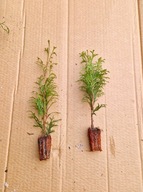 Tuja thuja szmaragd SADZONKA 10-20 cm