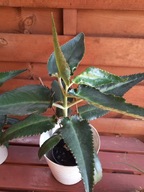 żyworódka lecznicza zdrowa do stosowania zewnętrznego sadzonka WARTO!