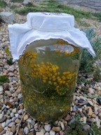 NUŻENIEC CHOROBY SKÓRY PASOŻYTNICZE OCET Z WROTYCZU POLSKA EKOWYTWÓRNIA