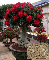 RÓŻA PUSTYNI ADENIUM CZERWONE NASIONA