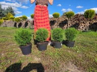 Tuja kulista Mała Dorotka