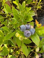 borówka amerykańska borówki