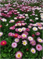 Stokrotka łąkowa mix kolorów sadzonki 50 sztuk wieloletnia mrozoodporna