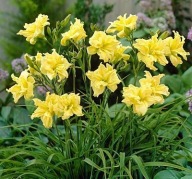 LILIOWIEC Double River Wye półpełne cytrynowe kwiaty SADZONKI 1 litr