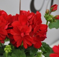 Pelargonia zonale SunRise BENITA KRWISTO CZERWONA