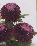 CHRYZANTEMA ZIMUJĄCA ## BORDO KULA ##### OGRODOWA