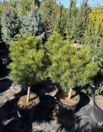 Sosna górska kosodrzewina Mops na pniu 60cm