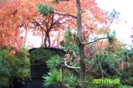 Sosna oścista jodła cyprys świerk daglezja inna