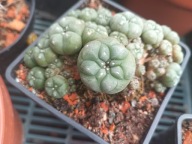 Kaktus Lophophora williamsii polycephala duża L31+ gratisy + ogrzewacz