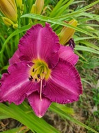 LILIOWIEC UNCHARTERED WATERS lawenda róż moc kwiatów- hodowla własna