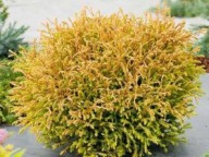 Tuja Cloth of Gold (167)- 1,5 l