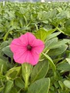 Surfinia Supertunia MINI Vista ładna duża sadzonka HOT PINK