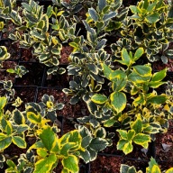 Ostrokrzew 'Golden King' Ilex altaclerensis