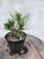 Pinus Thunbergii Corticosa