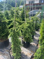 Świerk pospolity Inversa 100-130cm