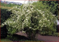 Róża PO 3 SZTUKI W DONICZCE multiflora sadzonka 20 cm P9 Na Dżemy NALEWKI