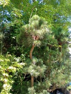 sosna pinus 3 półkowa 18 letnia bonsai niwak szczepiona inna