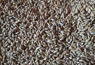 Ziarno jęczmień dla chomika I gryzoni 1 KG