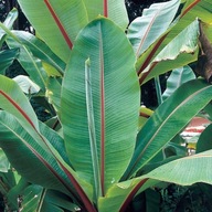 Bananowiec ensete ventricosum green - ZIELONY MAURELLI 50x nasiona